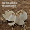 京东京造有机兰州百合干100g 甜百合绿豆桂圆红枣枸杞银耳莲子羹 实拍图