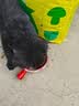 疯狂小狗狗粮金毛拉布拉多萨摩耶边牧 宠物中大型幼犬成犬20kg40斤牛肉味 肉粒双拼|香菇牛肉20kg 实拍图