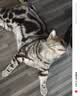 instinct进口猫粮百利无谷鸡全猫幼猫干粮11磅/5kg 实拍图