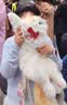 Chongker宠客淡三花猫背包仿真玩偶公仔毛绒玩具安抚送礼女生生日礼物 实拍图