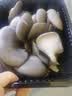 房山平菇300g 实拍图