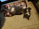 普安特宠物猫咪驱虫药驱虫体内外一体幼成虫跳蚤犬虱非泼罗尼爱滴克套装 实拍图