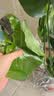 花翁龟背竹水培植物室内盆栽客厅办公室桌面绿植花卉水养绿植源头直发 实拍图