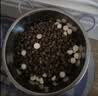 LEGENDSANDY 蓝氏猫零食全价猫主食湿粮超能奶盾厚乳酪酪勺混合味30g(10g*3) 实拍图