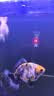 森森（SUNSUN）鱼缸加热棒自动恒温水族箱防爆加热器鱼缸水族用品 三代升级200W 急速加热 适合100L水以下 实拍图