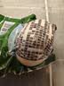 秦邮高邮【京东大码蛋】1.6kg( 80g*20枚)家庭装 特大 流油 即食 下饭 实拍图