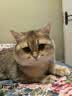 小毛豆（maodou）猫冻干猫咪零食兔血冻干体弱猫补血强免疫乳铁蛋白100g送试吃 实拍图