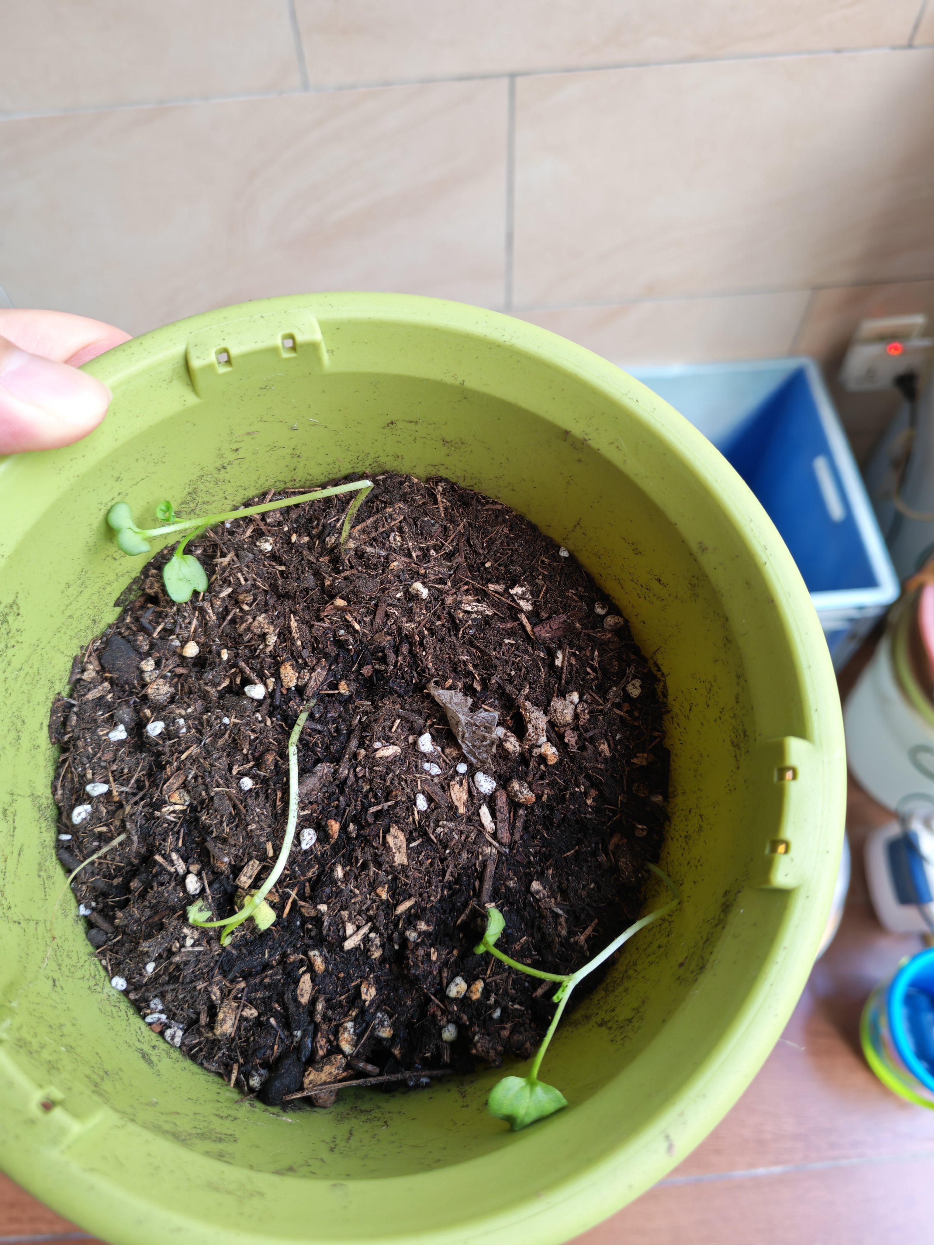 墨斗鱼营养土通用土壤种菜兰花多肉盆栽植物种植肥料椰糠泥花土3L 实拍图
