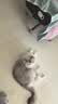 领先成猫尝鲜礼包主食级烘焙猫粮猫条餐盒汤包（新老款随机发货） 实拍图