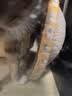 【京东快递】猫抓板磨爪圆形椭圆形瓦楞纸抓盆大号耐抓磨玩睡一体 椭圆50cm【花边随机】 送猫咪必备猫薄荷 实拍图