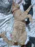七彩缦冻干猫粮5斤2.5kg宠物幼猫成猫全阶段流浪20猫咪主粮深海鱼 鱼味猫粮5斤 实拍图