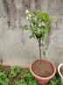 子豪缘砂糖橘树苗 十月蜜桔苗 正宗四会沙糖桔树苗 嫁接砂糖桔果苗 3年苗壮苗 30cm(含)-130cm(含) 实拍图