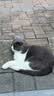 名创优品（MINISO）趴趴小狗抱枕长条玩偶睡觉专用送女生抱睡公仔床头沙发靠枕夹腿 实拍图