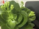 沭之美长寿花绿植花卉阳台盆栽四季开花绿植变色龙源头直发 实拍图