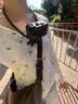 大疆 Osmo Action 5 Pro 超旗舰画质运动相机户外摩托骑行潜水vlog相机便携式旅拍摄像机 实拍图