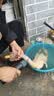 三个小厨全自动家禽拔毛器电动去鸡鸭鹅毛神器多功能防水充电加商用脱毛机 实拍图