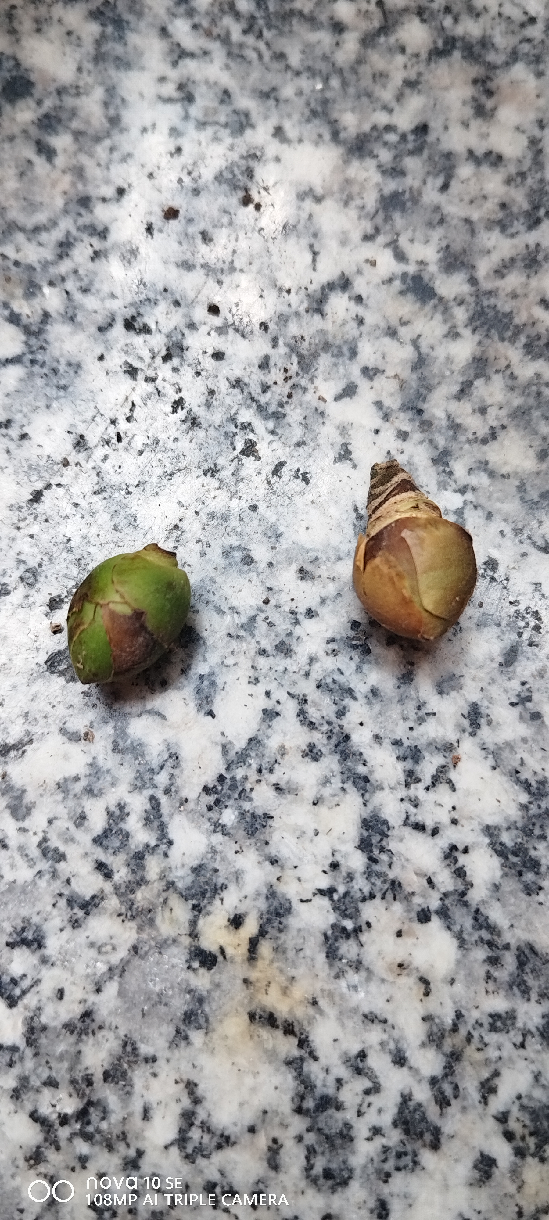 茶花树苗花期带花苞香妃花卉盆栽四季山茶花易活花苗耐寒好养绿植 红色茶花多分支大苗（约40-50cm高）+原土盆 实拍图
