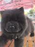 LEGENDSANDY蓝氏狗粮真鲜乳鸽中小型犬泰迪比熊生骨肉冻干鲜肉犬粮1.5kg3斤 实拍图