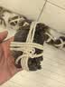 【活蟹】漁家师傅大闸蟹全母3.8-4.1两8只去绳足重鲜活螃蟹现货生鲜水产礼盒金秋送礼 实拍图
