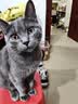 皇家猫粮 成猫猫粮 营养均衡 F32 通用粮 1-7岁 2KG 实拍图