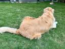 京东京造狗粮中大型犬成犬幼犬鲜肉全价狗粮10kg/20斤边牧金毛拉布拉多 实拍图