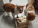 好主人（CARE）金装好主人猫粮无谷猫粮全价成猫通用80%含肉量10kg【宠物金选】 实拍图
