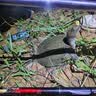 汉鼎一号七代鱼竿手竿钓鱼竿轻量大物鱼杆碳素鲫鱼竿台钓鲢鳙手杆六代 7.2m 七代强悍大综合7.2米（送49元钓鱼礼包） 实拍图