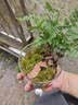 八芽趣味鲜活苔藓微型景观创意室内桌面生态绿植盆栽盆景懒人好养植物 山野人家 带玻璃杯 实拍图