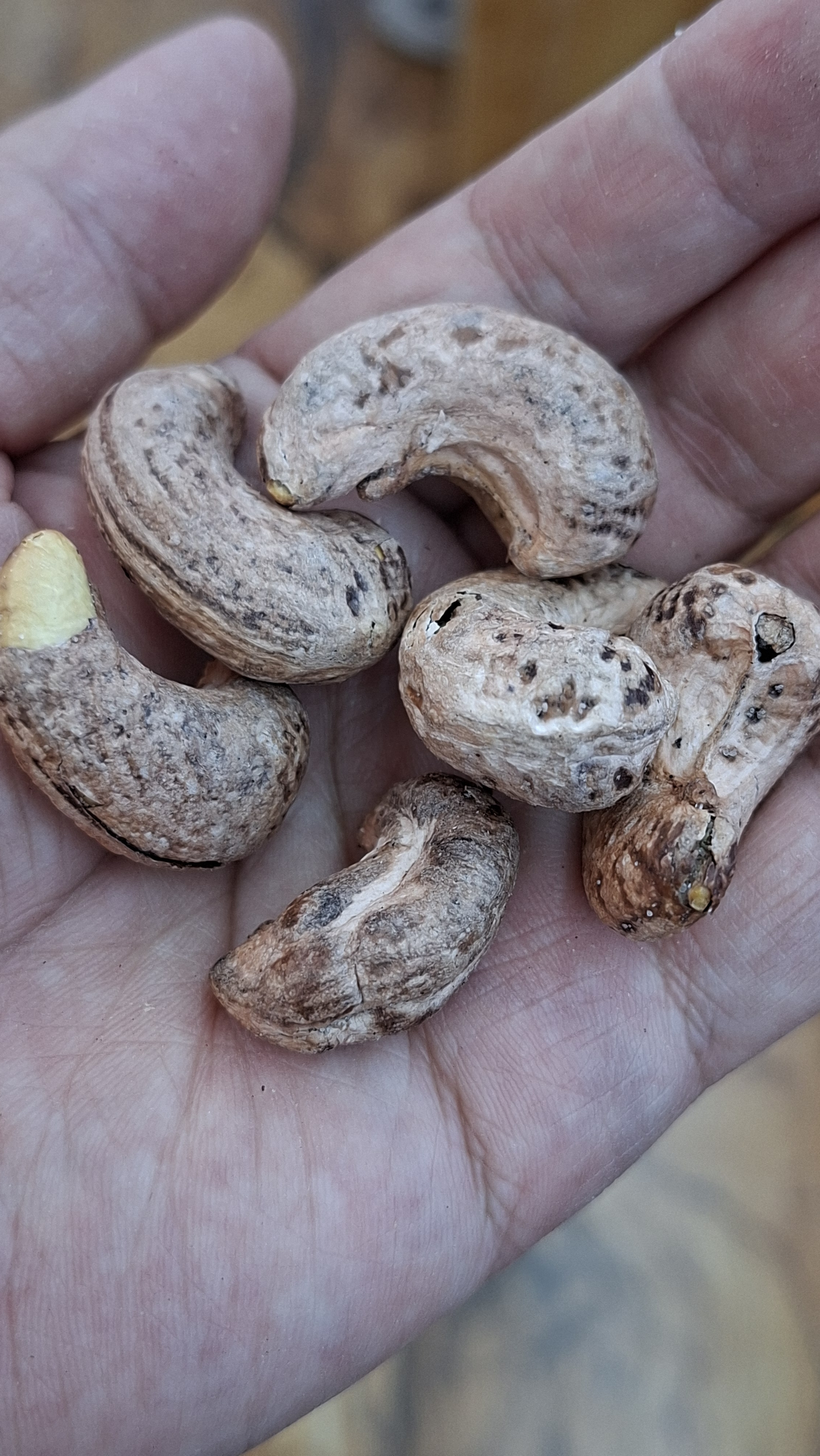 三只松鼠袋装紫皮腰果500g每日坚果炒货干果休闲零食0添加团购送礼 实拍图