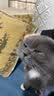 欢宠网猫玩具猫咪逗猫棒猫薄荷磨牙棒自嗨解闷神器磨牙猫猫小猫幼猫宠物 实拍图