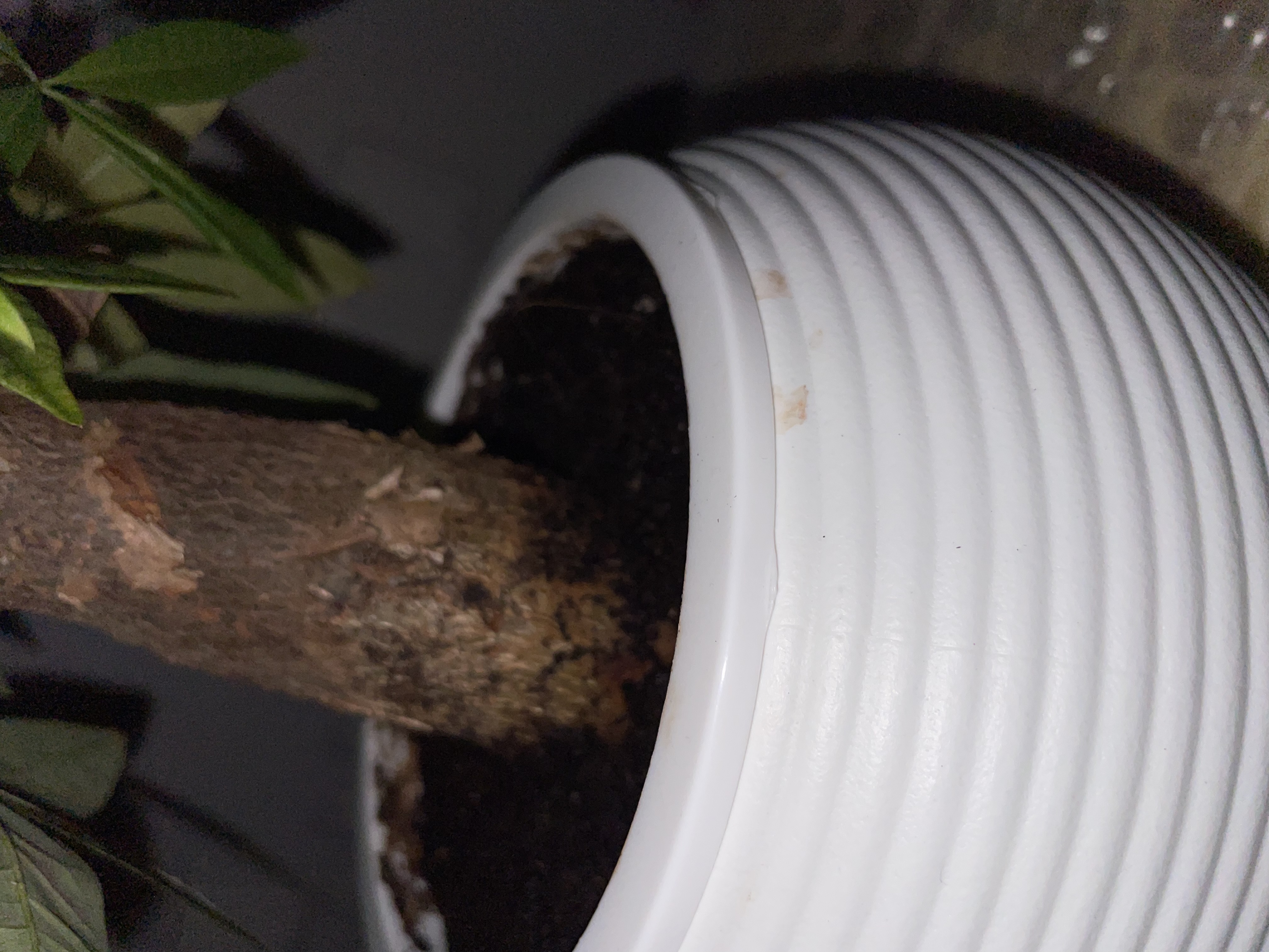 史丹利3L包装营养土园艺有机土通用型种花种菜养花专用泥炭土壤种植土 实拍图