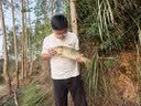 沃鼎王者神剑四代鱼竿手杆超轻硬钓鱼竿台钓鲫鱼综合手竿 6.5H 7.2m 实拍图