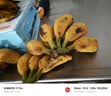 广西网红小米蕉青香蕉发货密封放熟吃新鲜水果皮薄肉厚 净重9斤青蕉发货 实拍图