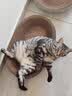 疯狂的主人猫抓板窝碗形超大号猫抓盆不掉屑猫窝宠物猫玩具瓦楞纸猫爪板 实拍图
