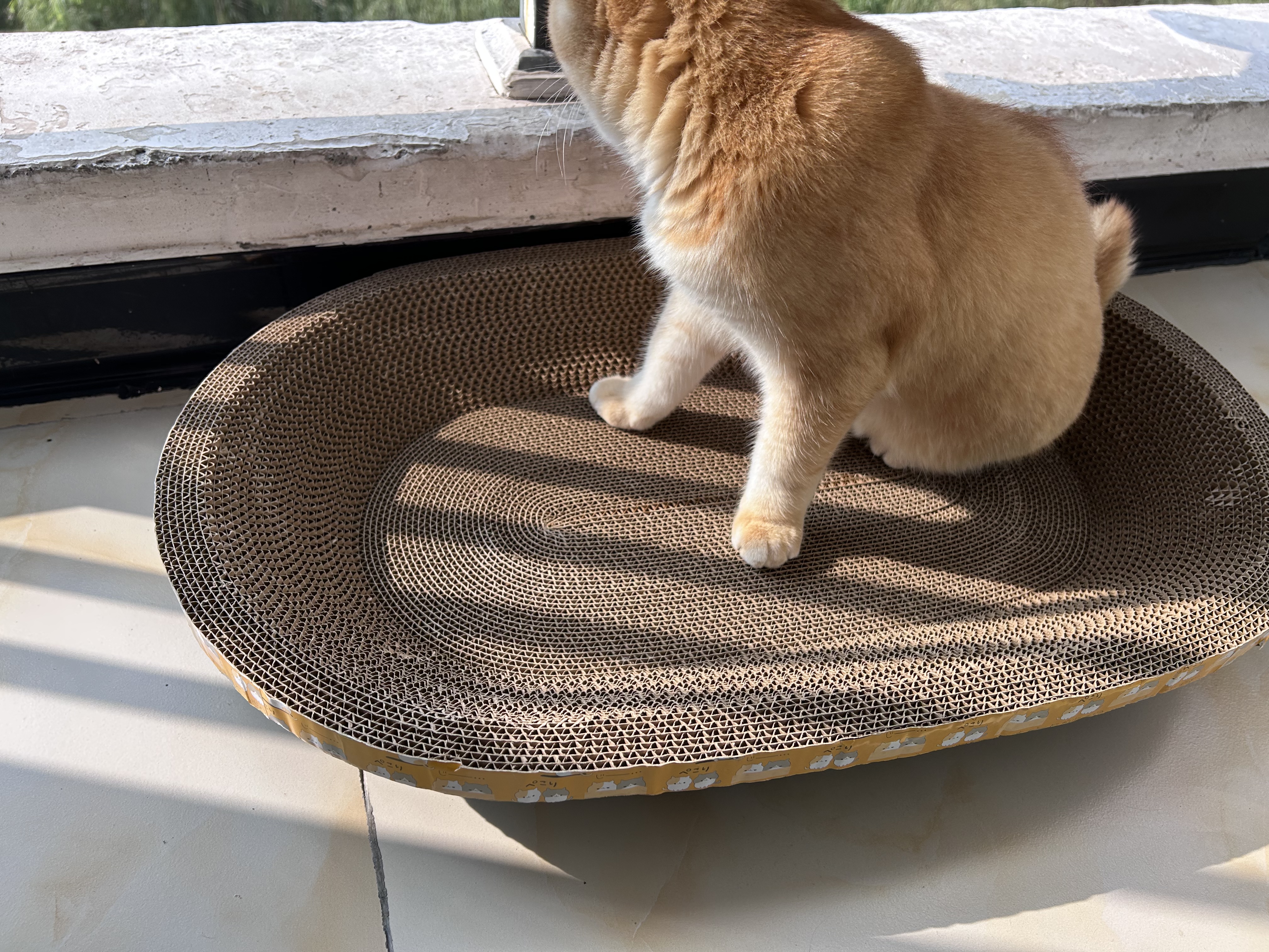 【京东快递】猫抓板磨爪圆形椭圆形瓦楞纸抓盆大号耐抓磨玩睡一体 一夜暴富椭圆63cm 送猫咪必备猫薄荷 实拍图