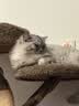 兽牌树屋猫爬架大型猫树猫窝一体实木猫抓柱小户型猫架子豪华冬季保暖 树屋猫爬架【经典色】 实拍图