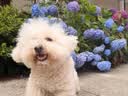 冠能狗粮体重控制绝育犬成犬狗粮全价2.5kg 高蛋白低脂肪健康减轻体重 实拍图