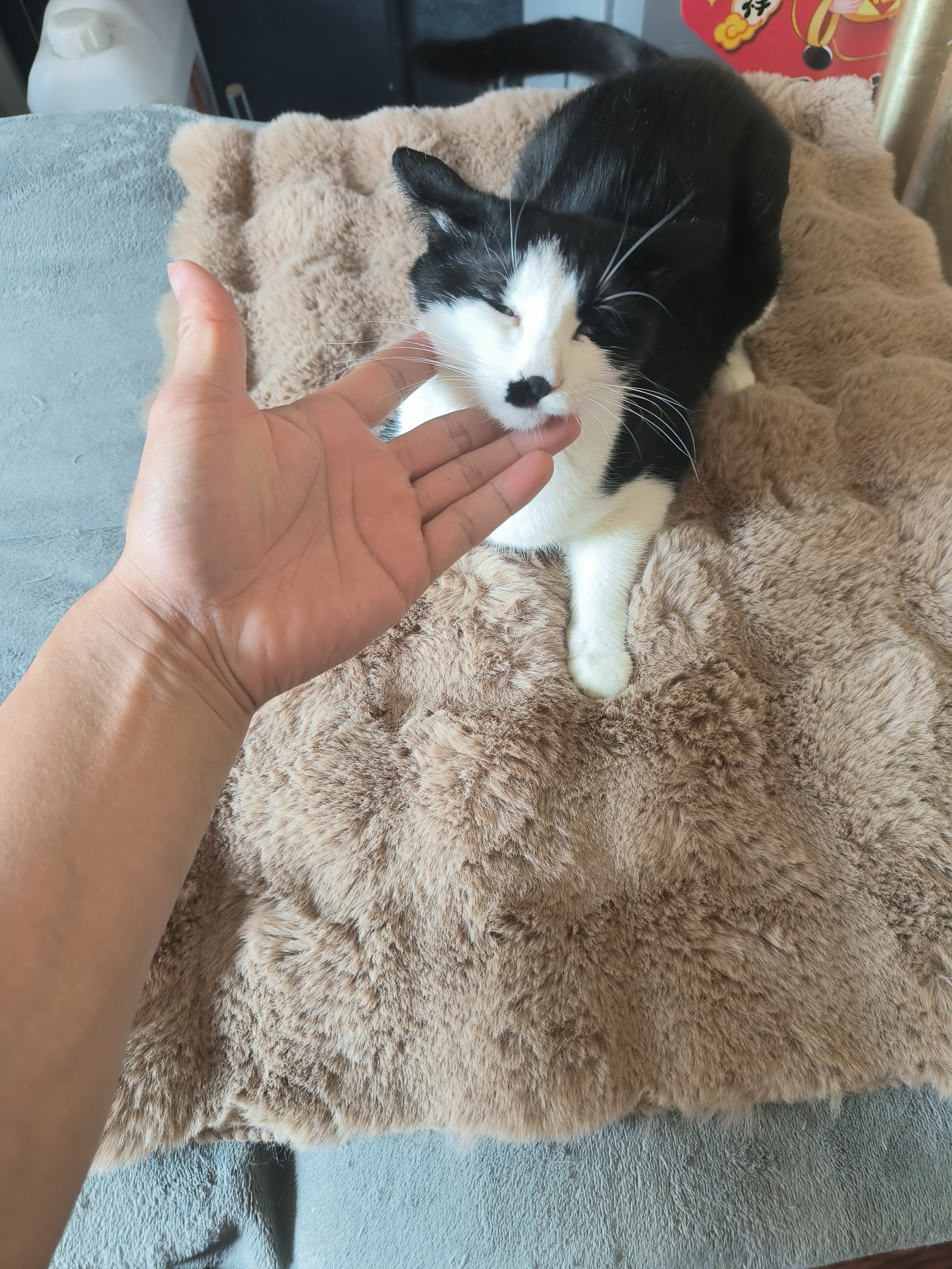 HELLOJOY猫窝垫子猫毯子冬季睡觉用宠物猫咪毛毯保暖狗窝冬日加厚兔绒睡垫 实拍图