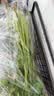 【火锅季】带根香菜100g 实拍图