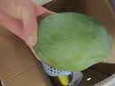 京鲜生云南凯特芒 芒果净重8斤装单果600g起源头直发 实拍图