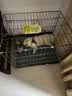 腆宠狗笼狗窝猫笼狗笼子中小型犬带厕所猫笼子大号家用室内狗围栏兔笼 实拍图
