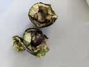 山姆大叔 金奖·哈斯牛油果【闪送】智利鳄梨非即食新鲜牛油果水果礼盒装 【80%选择】精品果丨约100-130g 6枚【85%选择-狠划算】 实拍图