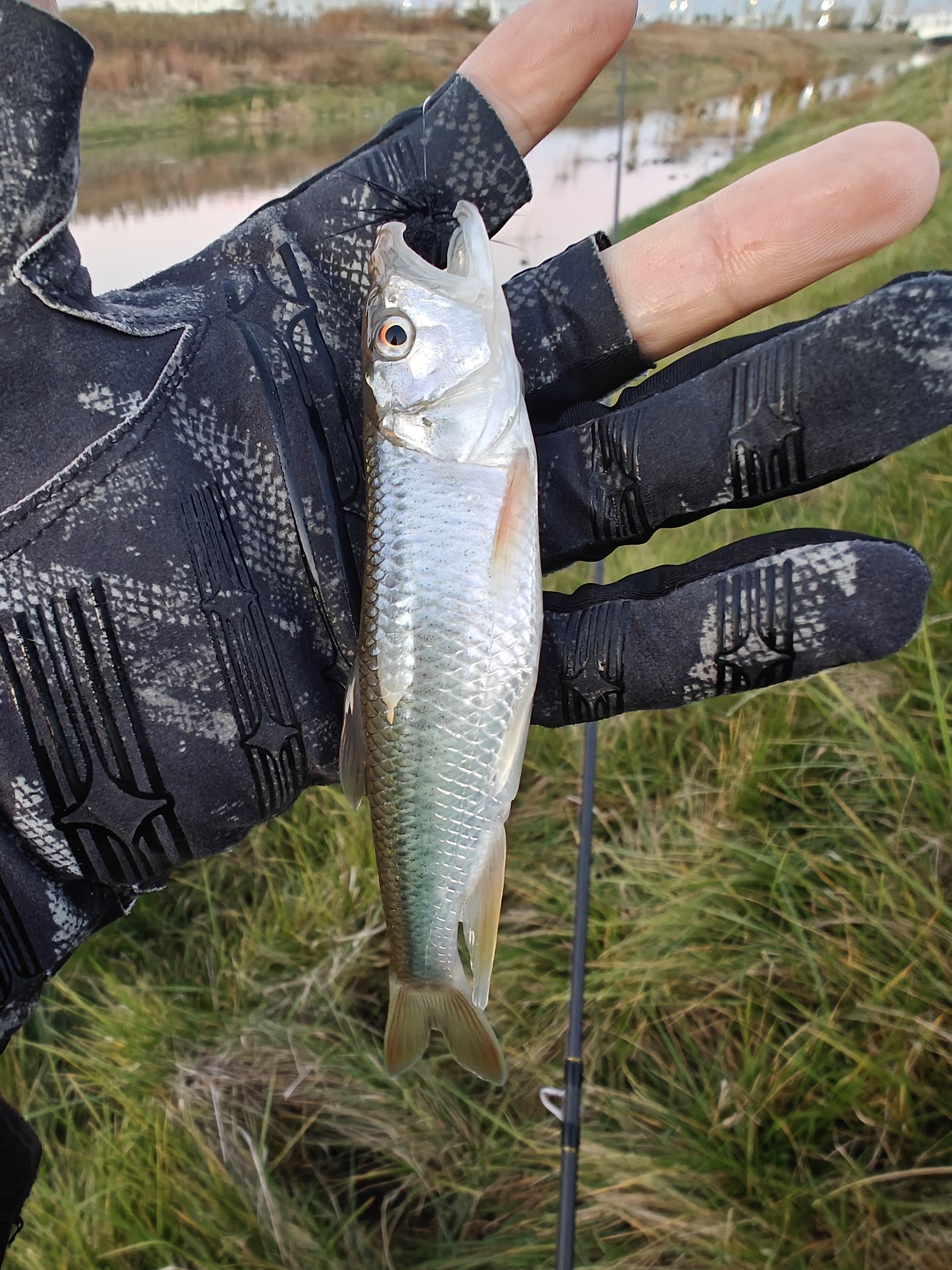 达亿瓦（DAIWA）26新款CROSSFIRE LT 纺车轮 远投轮路亚轮 金属线杯钓鱼轮 渔轮 2500S-XH（浅线杯+高高速比） 左右手互换型 实拍图
