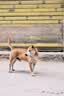 适马（SIGMA）56mm F1.4 DC DN｜Contemporary 半画幅 大光圈定焦镜头 人像特写直播（富士X卡口镜头） 实拍图