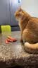 红狗金标营养膏10g 猫咪营养膏猫营养膏狗狗猫咪牛初乳免疫球蛋白 实拍图