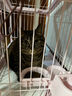 爱丽思（IRIS）宠物笼子狗笼猫笼大型犬中小型幼犬泰迪比熊猫咪狗狗用品兔笼 【小号粉色】推荐小型犬（带食盆） M-中型 实拍图
