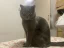 皇家猫粮 英短成猫粮 BS34 通用粮 12月以上 2KG 实拍图