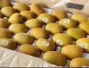 佳沛（zespri）金奇异果25-27粒原箱特大果124-146g猕猴桃水果礼盒 实拍图