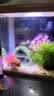 萌嘟星宠 草房子鱼缸造景装饰仿真树脂躲避洞树屋房子带草水族箱摆件 实拍图