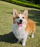 LEGENDSANDY蓝氏狗粮真鲜乳鸽中小型犬泰迪比熊生骨肉冻干鲜肉犬粮1.5kg*6包 实拍图